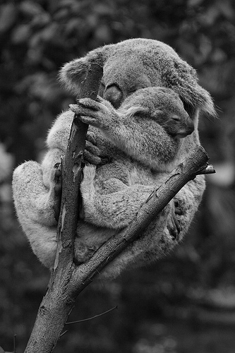 Ergobaby elástico eucalipto koala